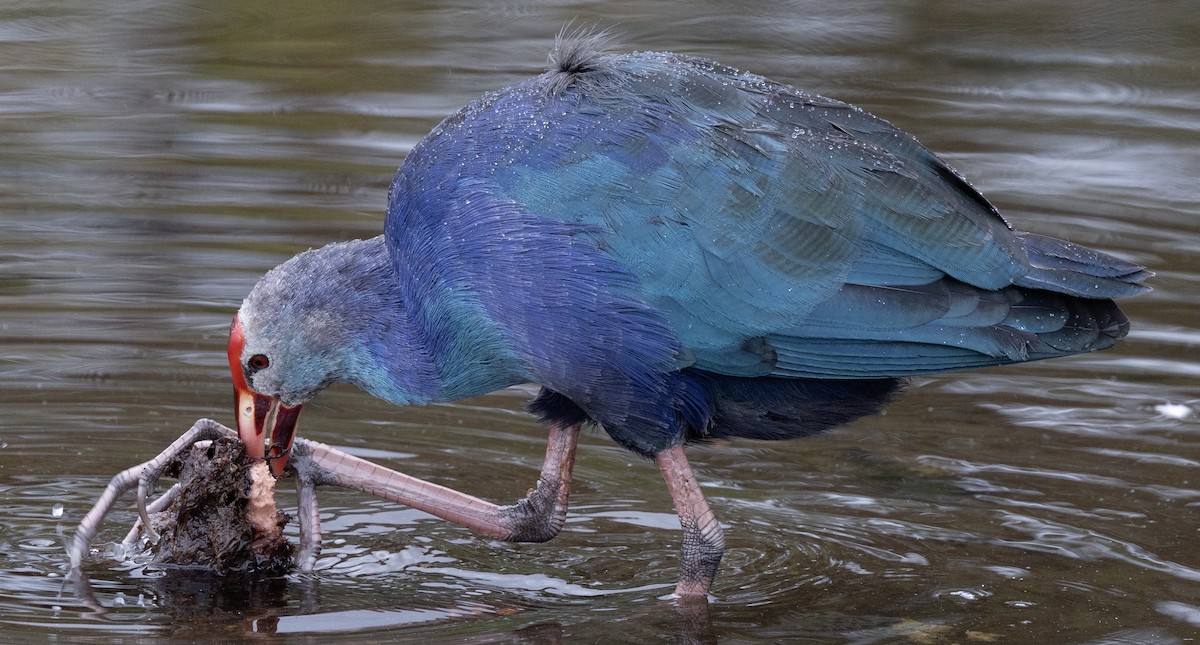 Gray-headed Swamphen - ML646923215