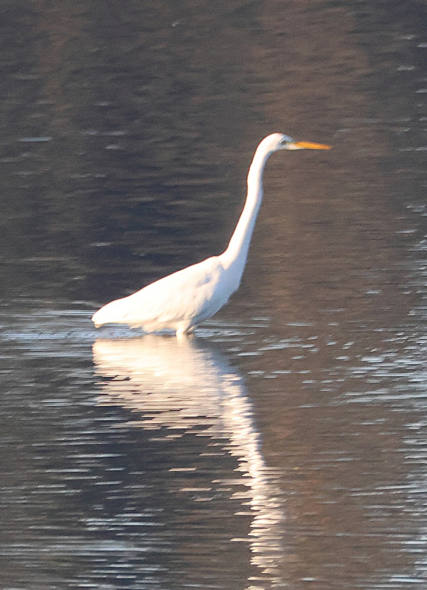 Great Egret - ML646923216