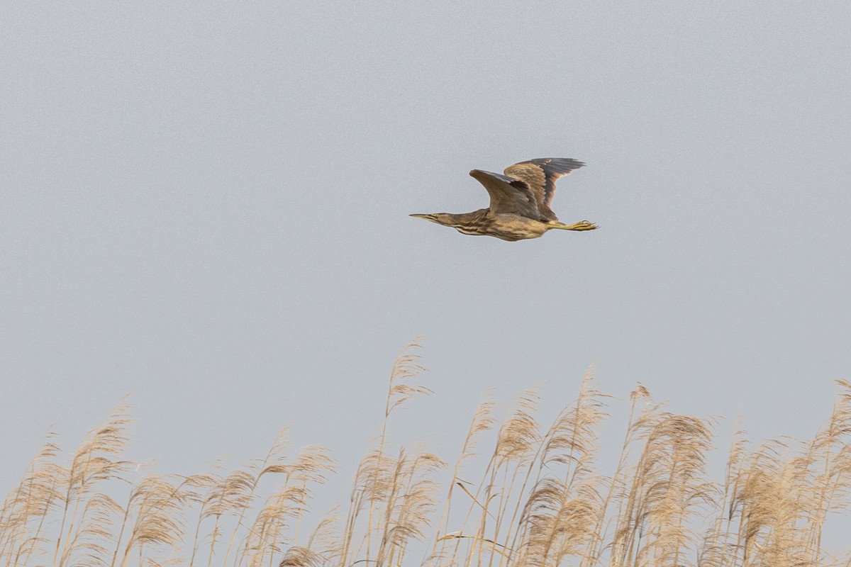 American Bittern - ML646923218