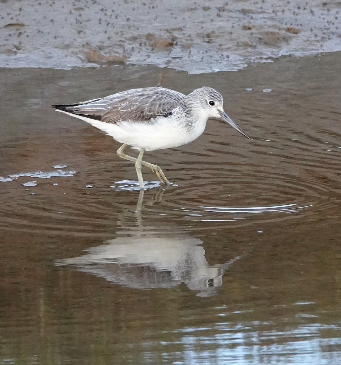 Common Greenshank - ML646923221