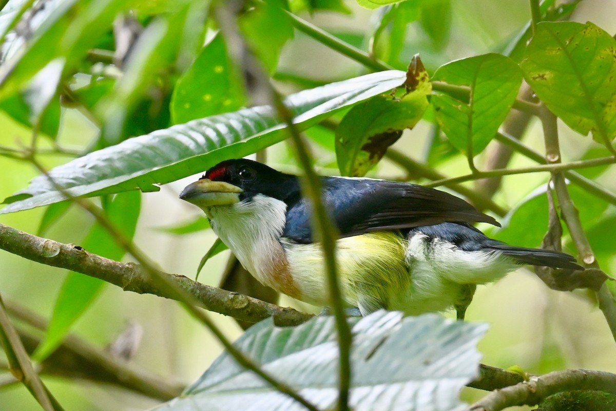 Бородатка буровола - ML646923229