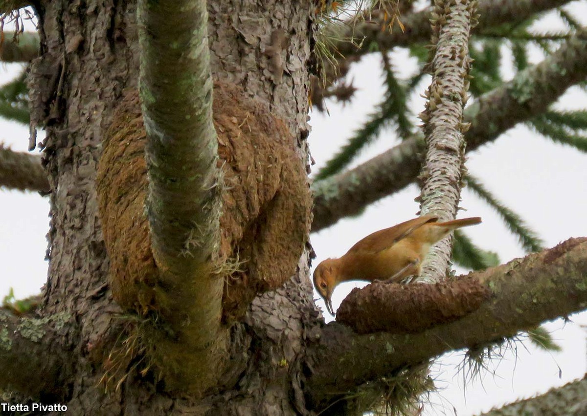 Rufous Hornero - ML646923230