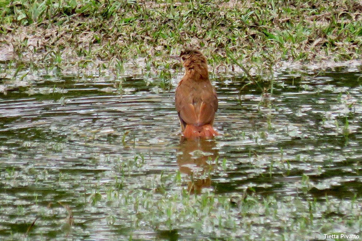 Rufous Hornero - ML646923231