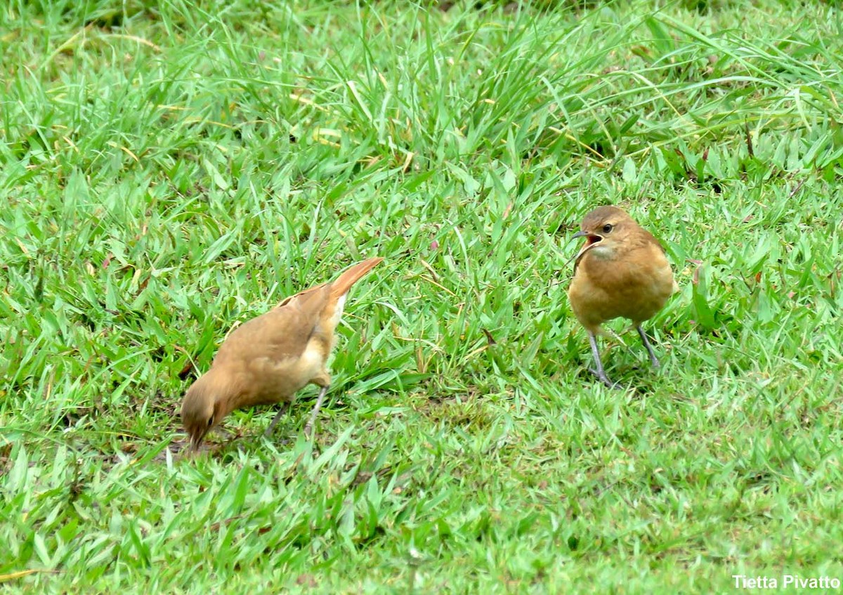 Rufous Hornero - ML646923232