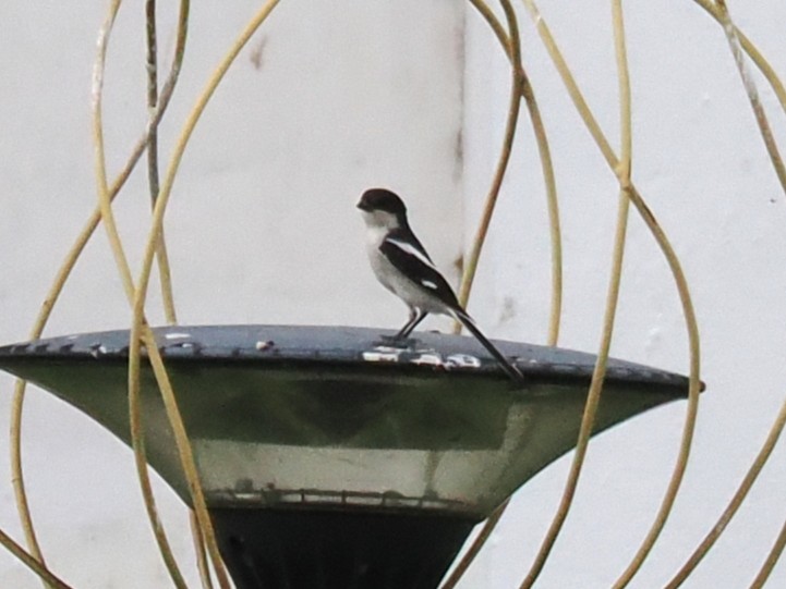 Pie-grièche fiscale - ML646923233