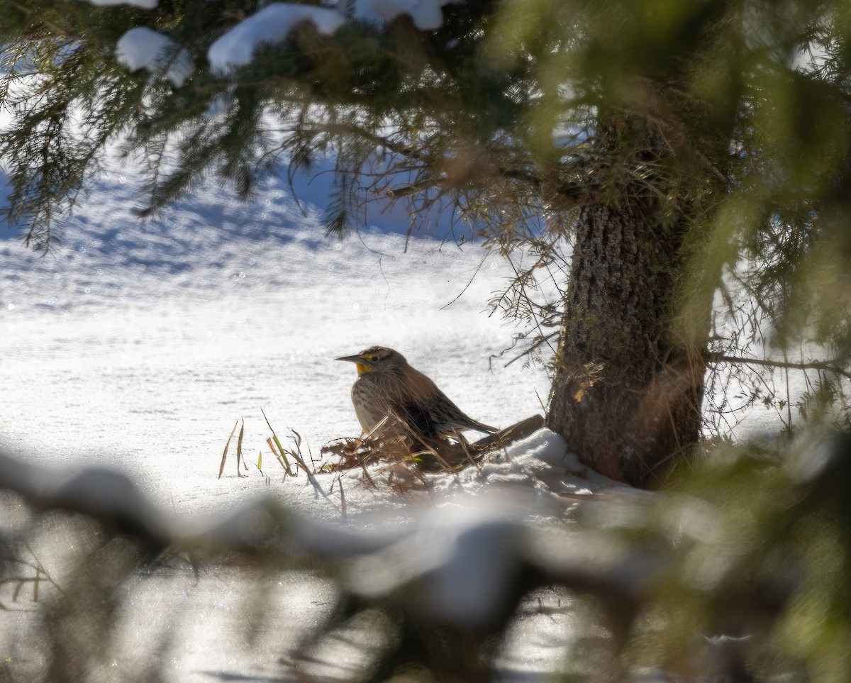 prærielerketrupial - ML646923235