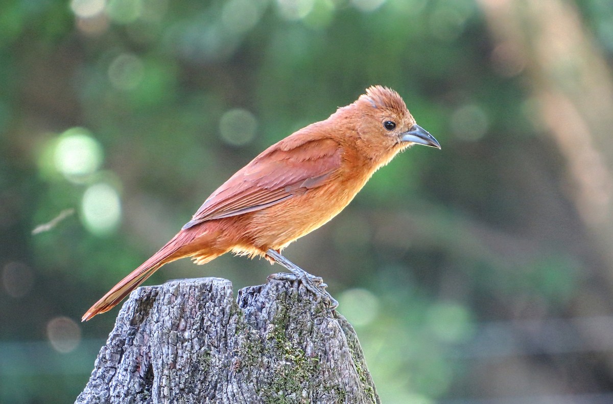 Tangara à galons blancs - ML646923236