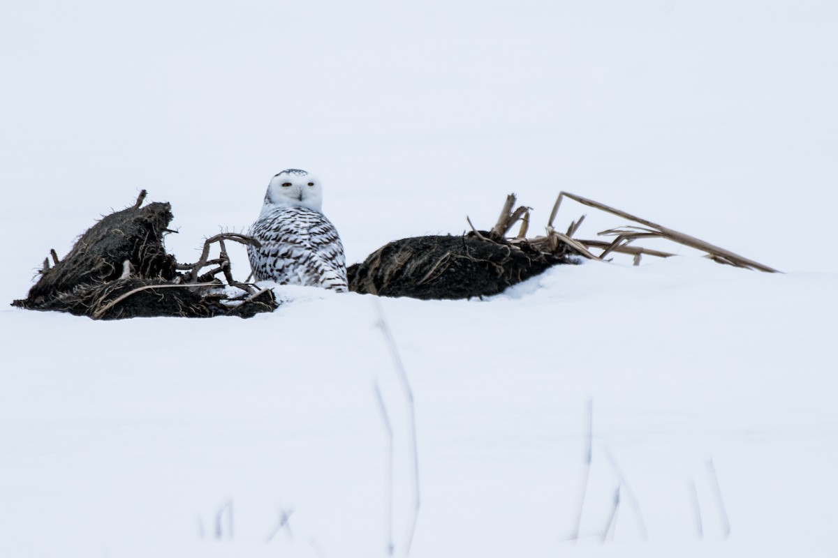 Snowy Owl - ML646923240