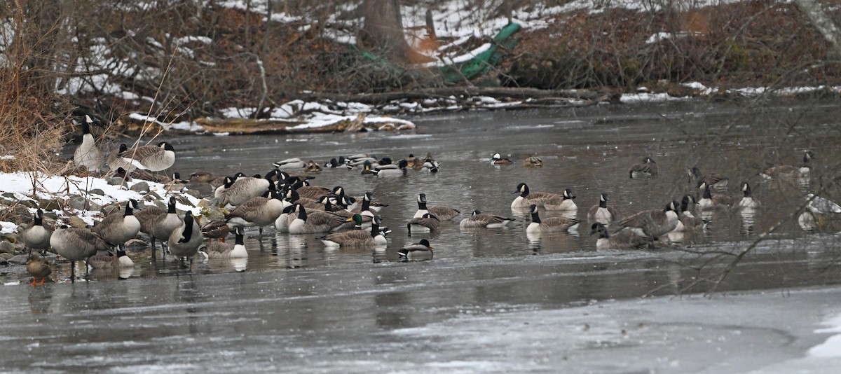 Canada Goose - ML646923242