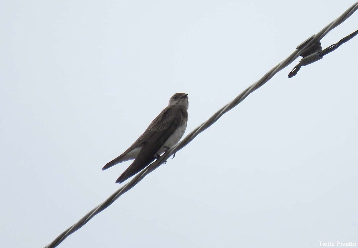 Brown-chested Martin - ML646923243