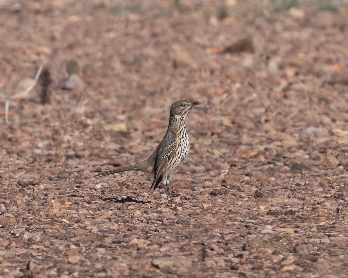 Sage Thrasher - ML646923244