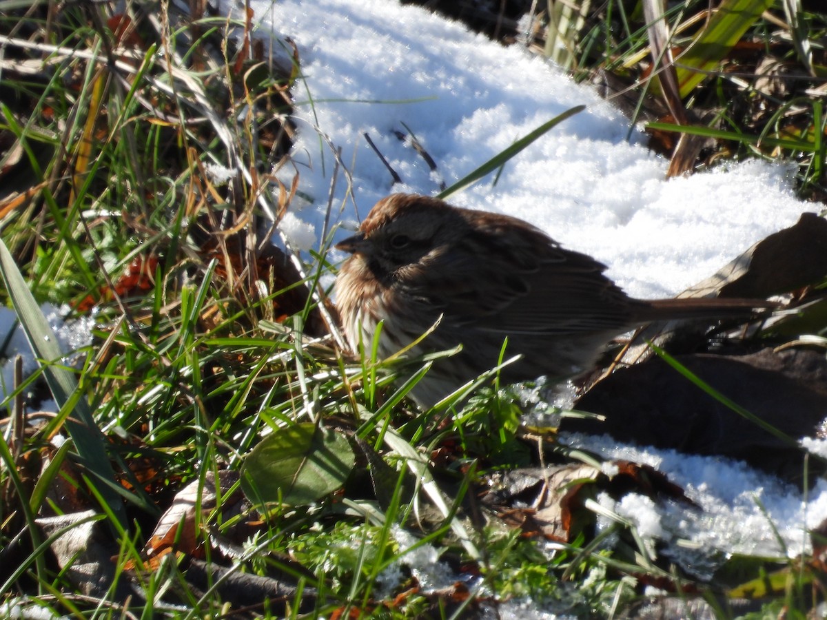 Bruant chanteur - ML646923246