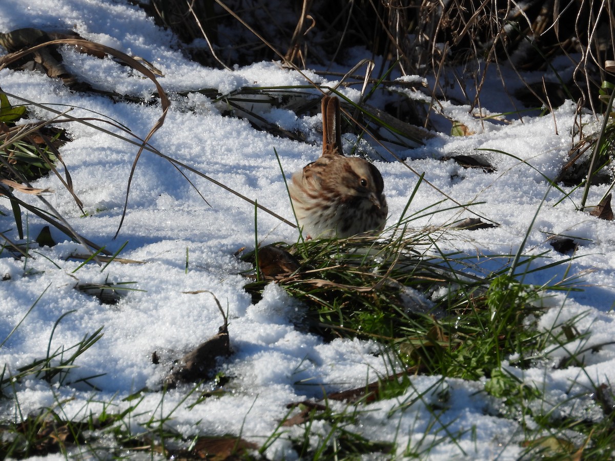 Bruant chanteur - ML646923247