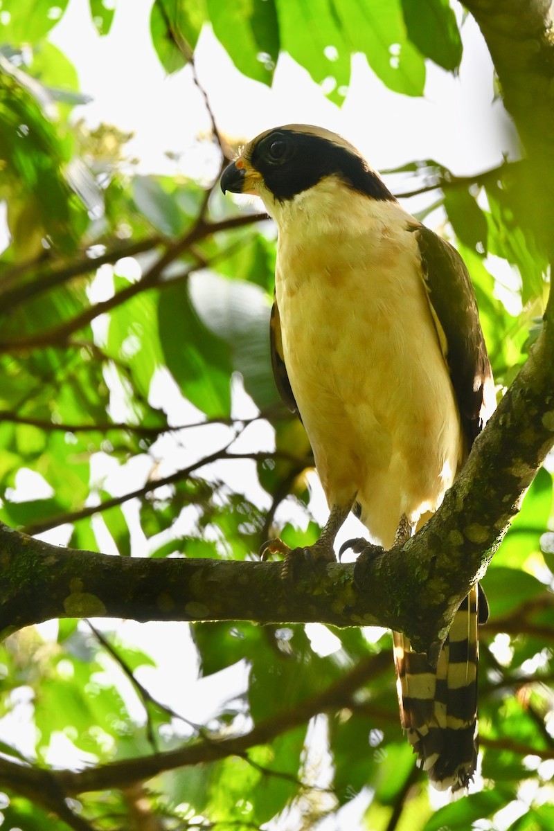 Макагуа - ML646923249