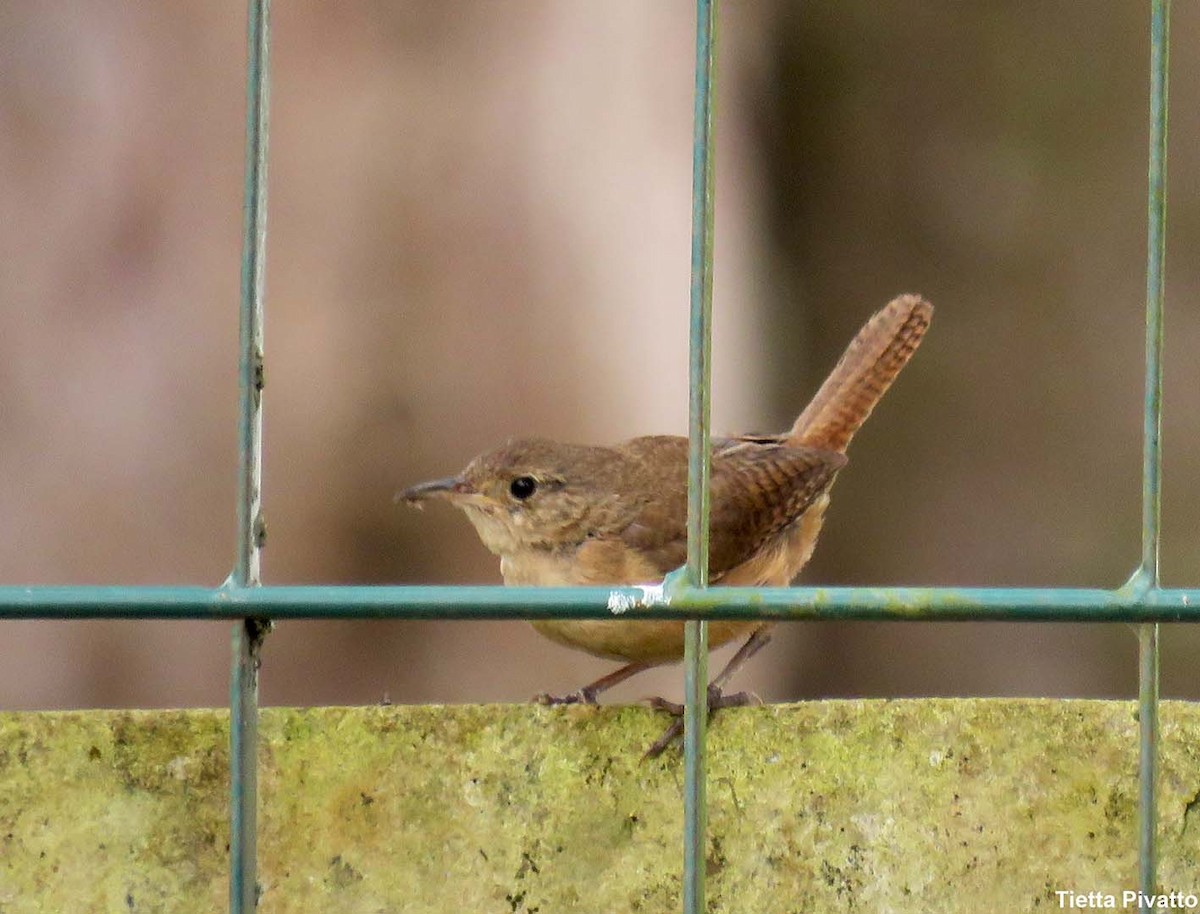 Southern House Wren - ML646923250