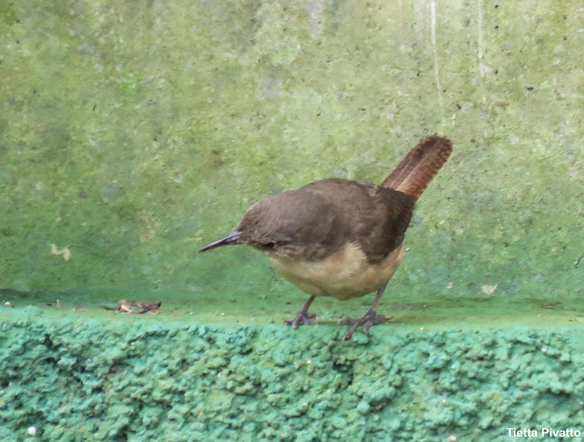 Southern House Wren - ML646923251