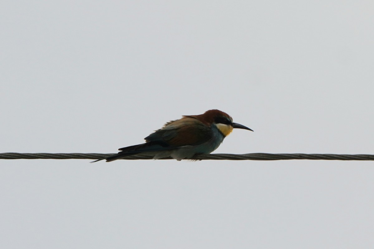 European Bee-eater - ML646923252