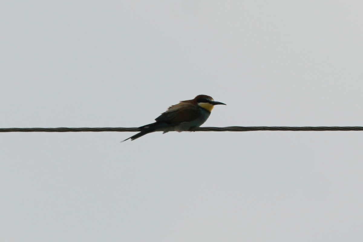 European Bee-eater - ML646923253