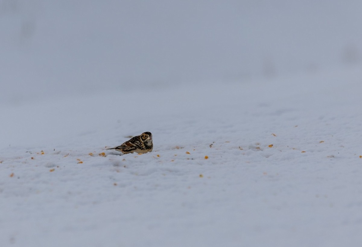 lappspurv - ML646923255