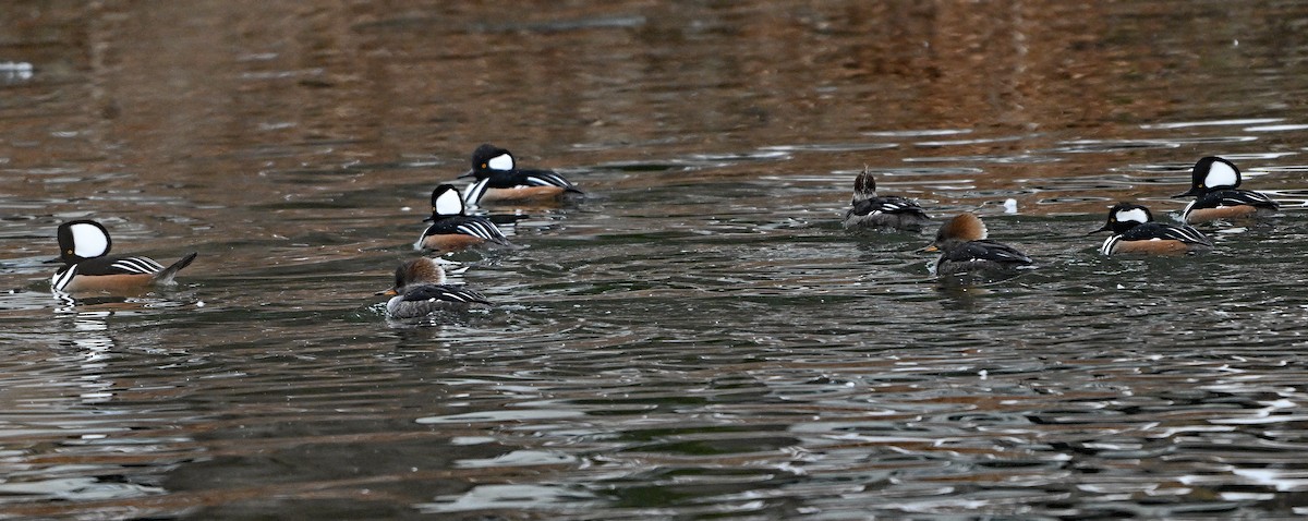 Hooded Merganser - ML646923263