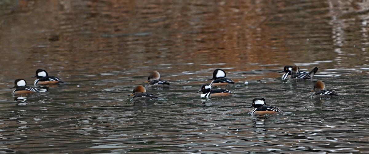 Hooded Merganser - ML646923264
