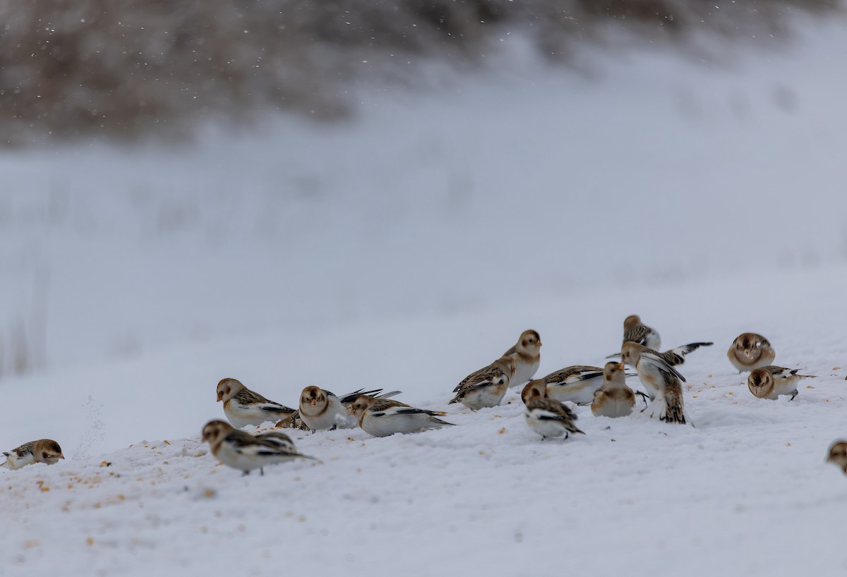 snøspurv - ML646923265