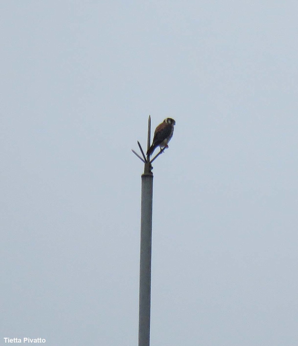 American Kestrel - ML646923266
