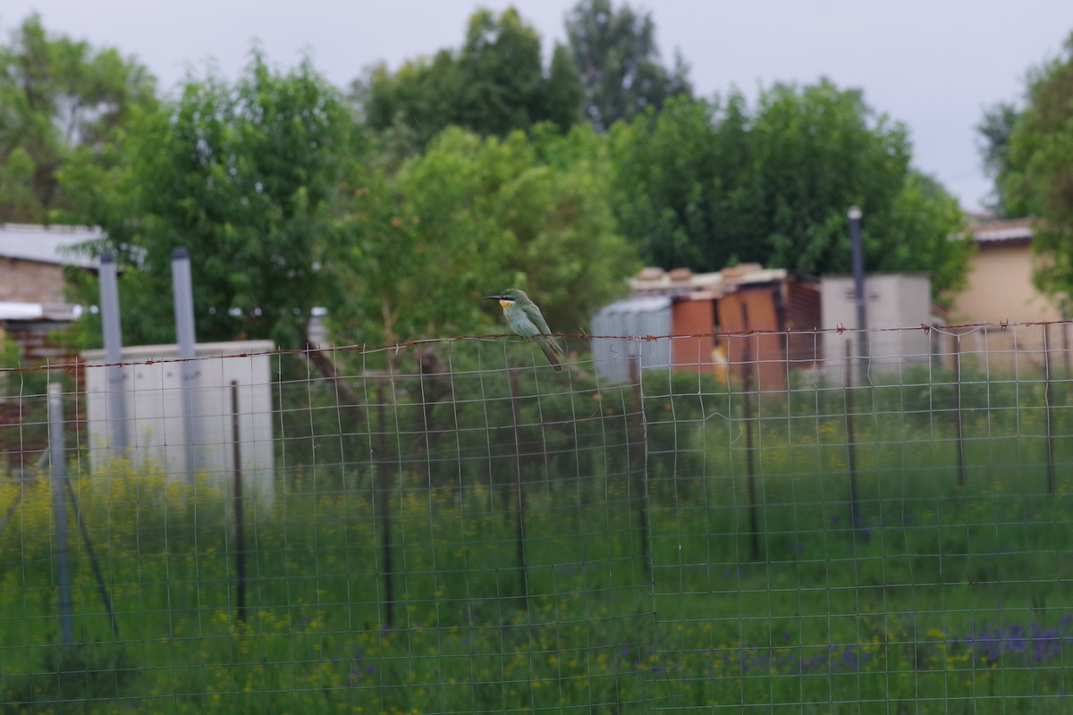 Blue-cheeked Bee-eater - ML646923269