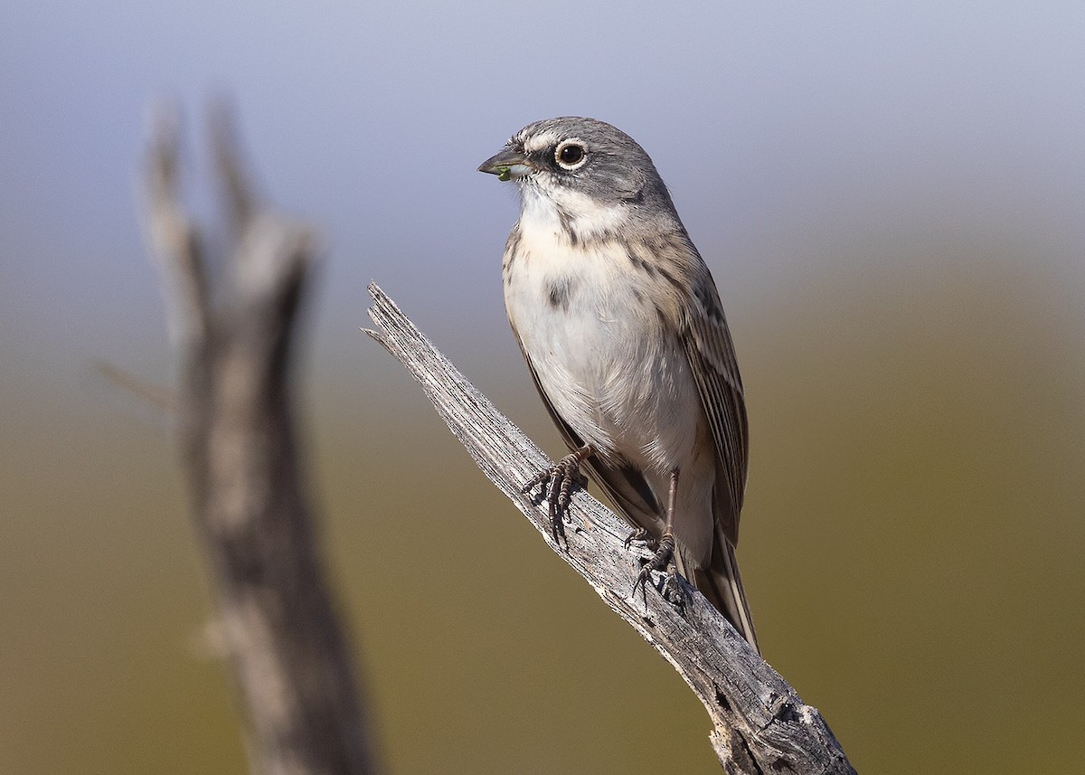 salviespurv - ML646923270