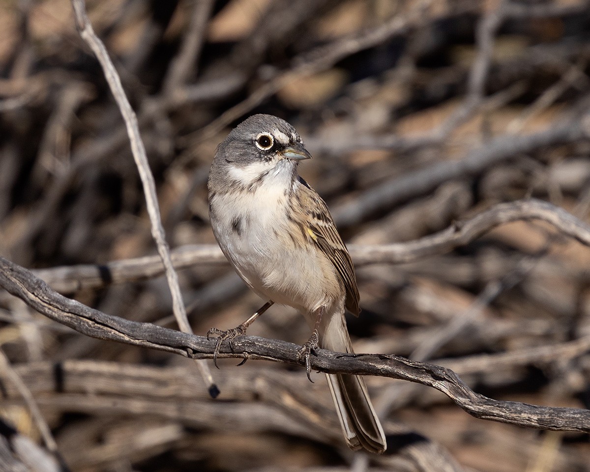 salviespurv - ML646923271