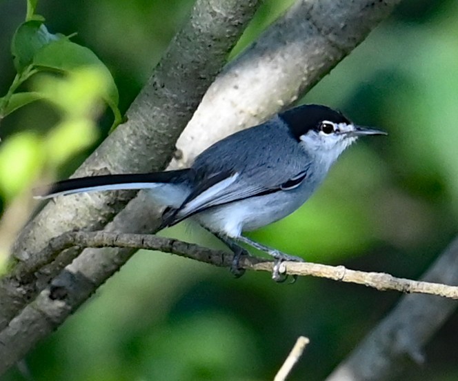 ホオジロズグロブユムシクイ - ML646923274