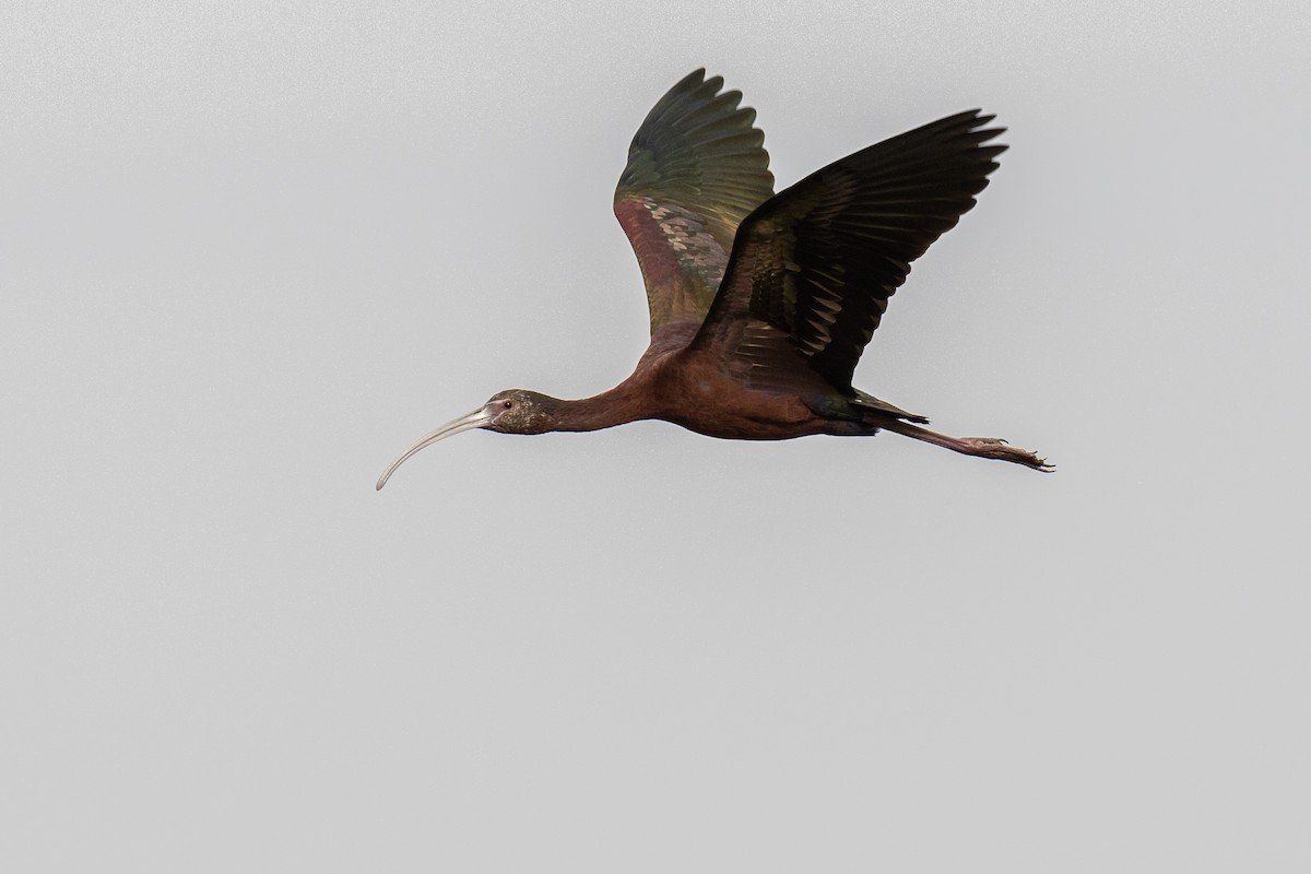 Очковая каравайка - ML646923276