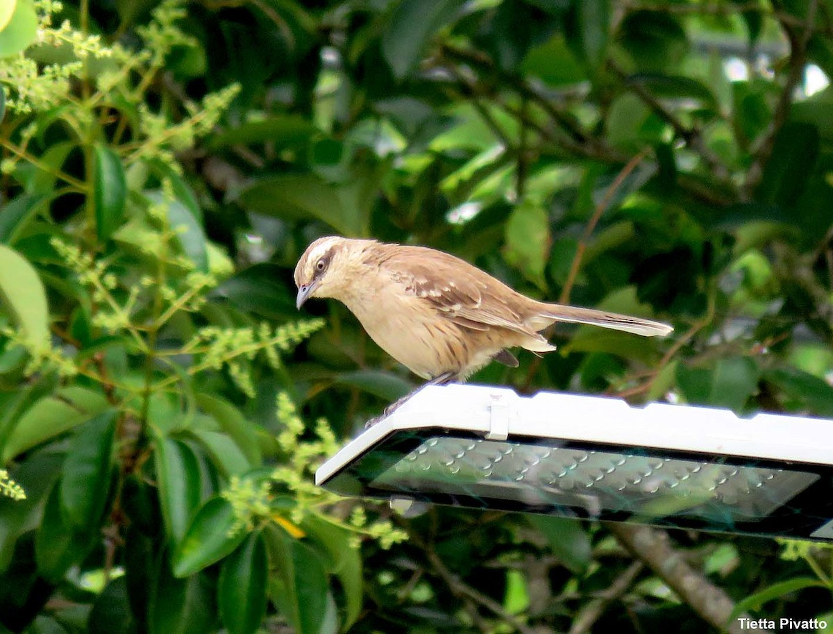 Chalk-browed Mockingbird - ML646923279