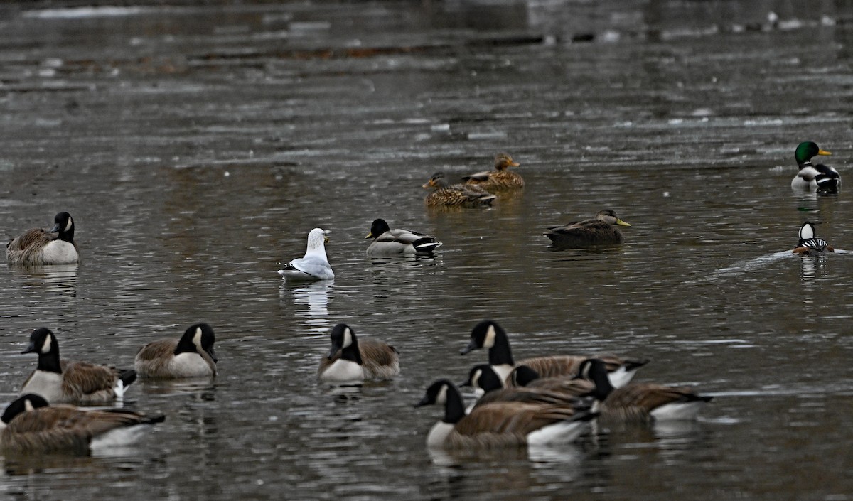 American Black Duck - ML646923280