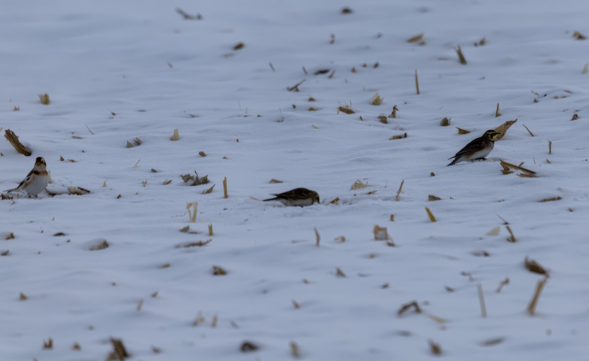 fjellerke - ML646923281