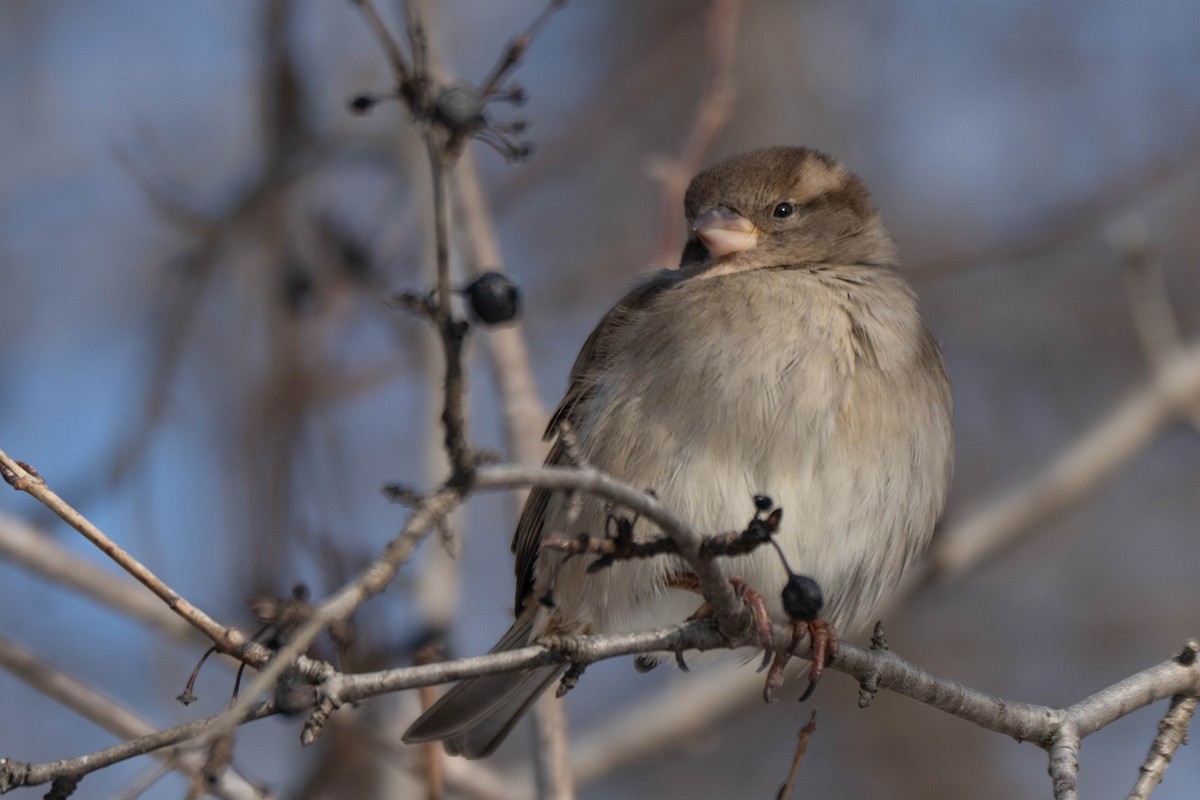 Gorrión Común - ML646923282