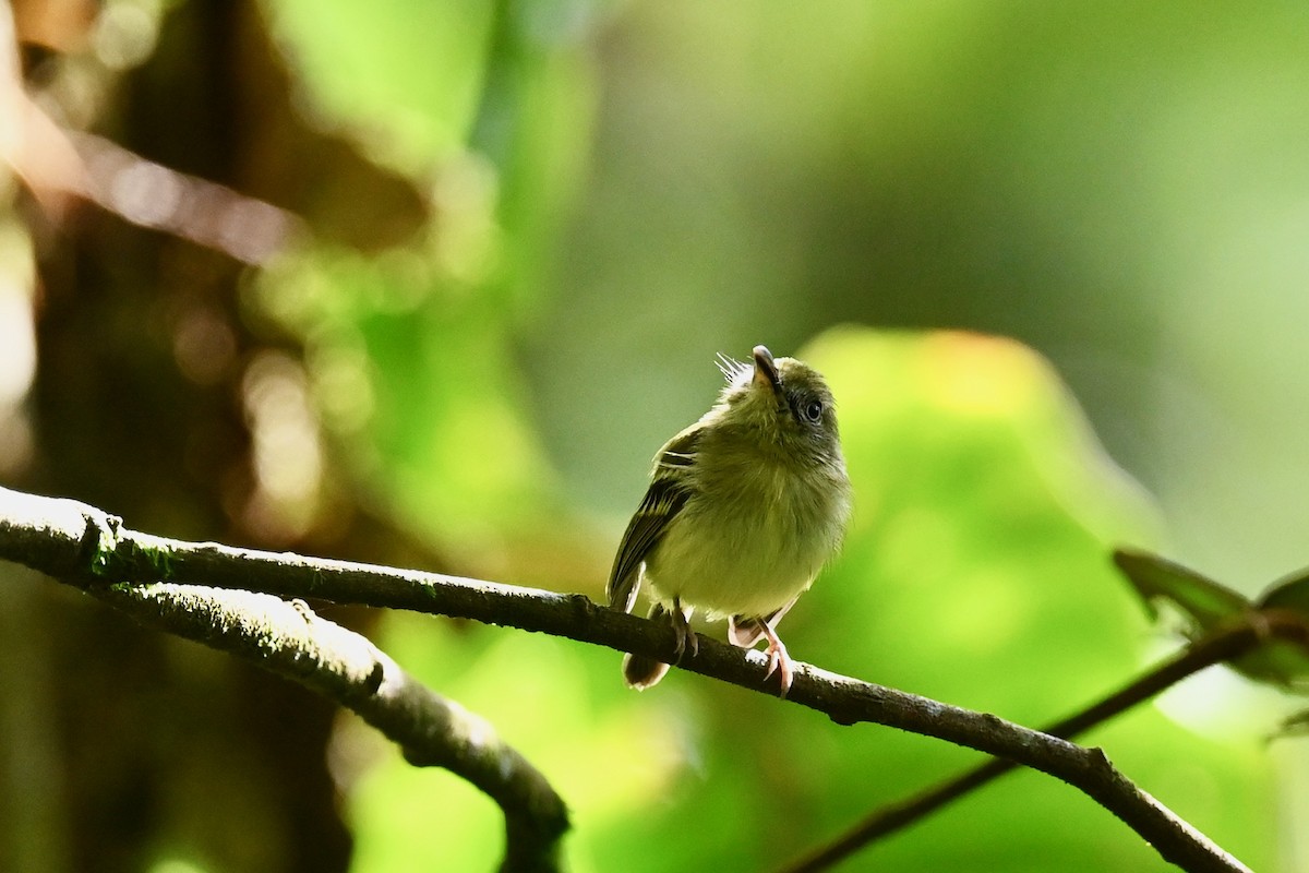 Криводзьоб південний - ML646923286