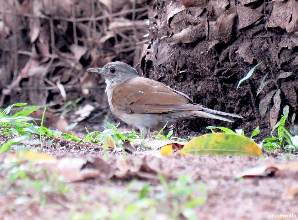 Pale-breasted Thrush - ML646923292