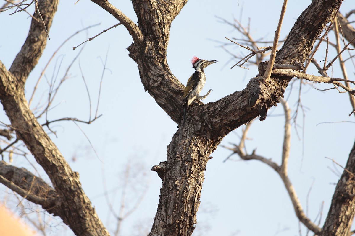 Black-rumped Flameback - ML646923293