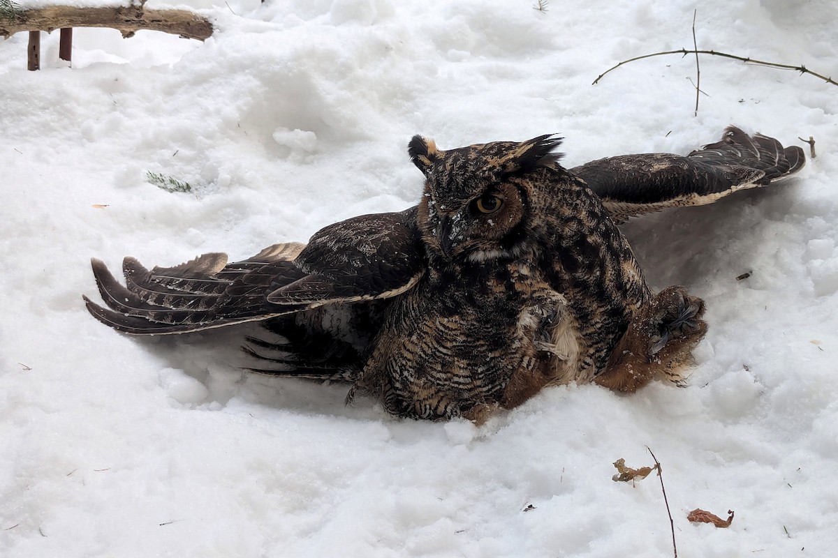 アメリカワシミミズク - ML646923294