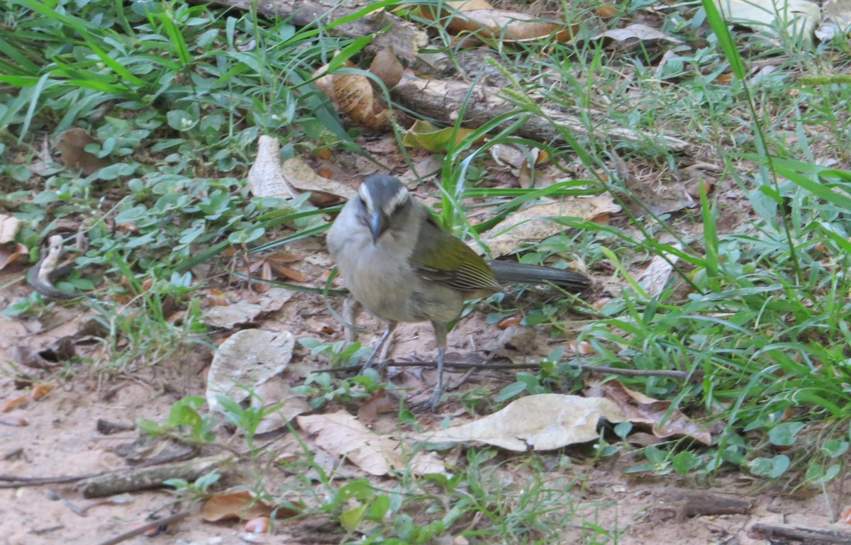 Saltator olive - ML646923302