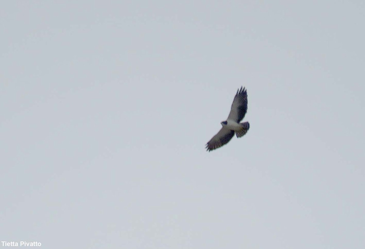 Short-tailed Hawk - ML646923303