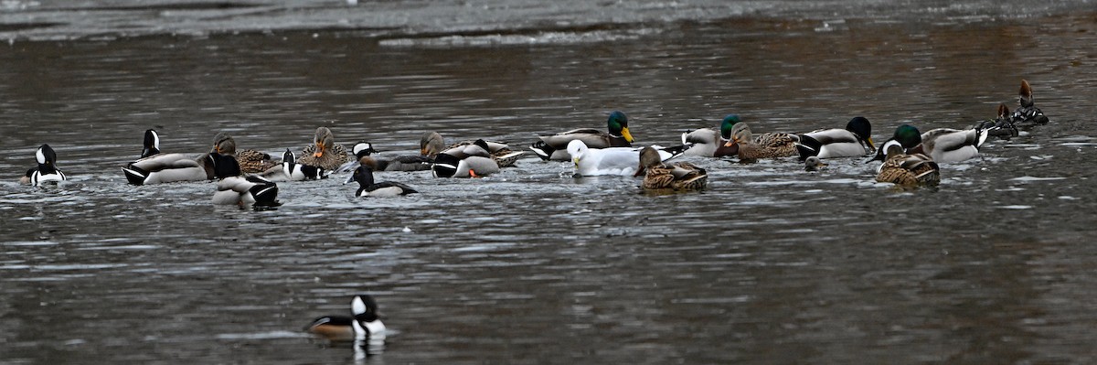 Ring-necked Duck - ML646923306