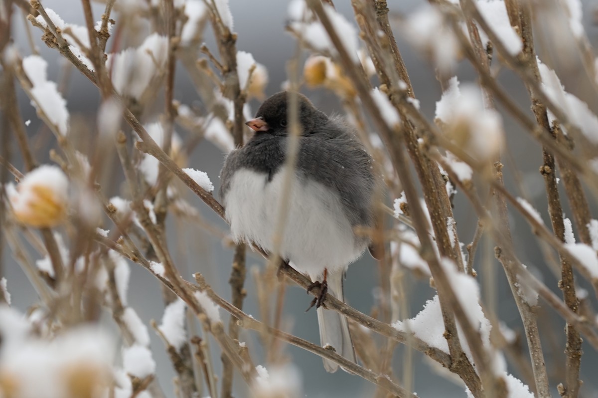 יונקו כהה-עין - ML646923307