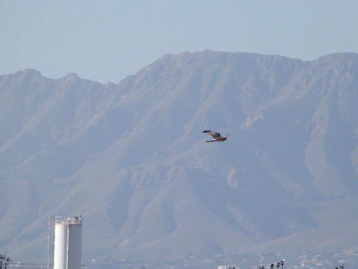 Northern Harrier - ML646923312
