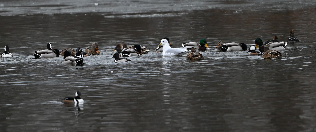 Mallard - ML646923318