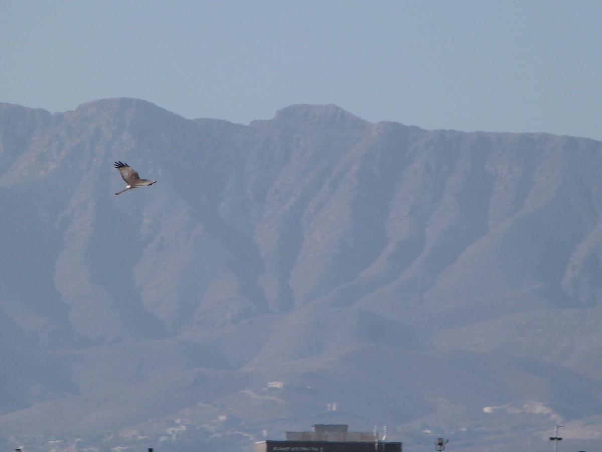 Northern Harrier - ML646923320