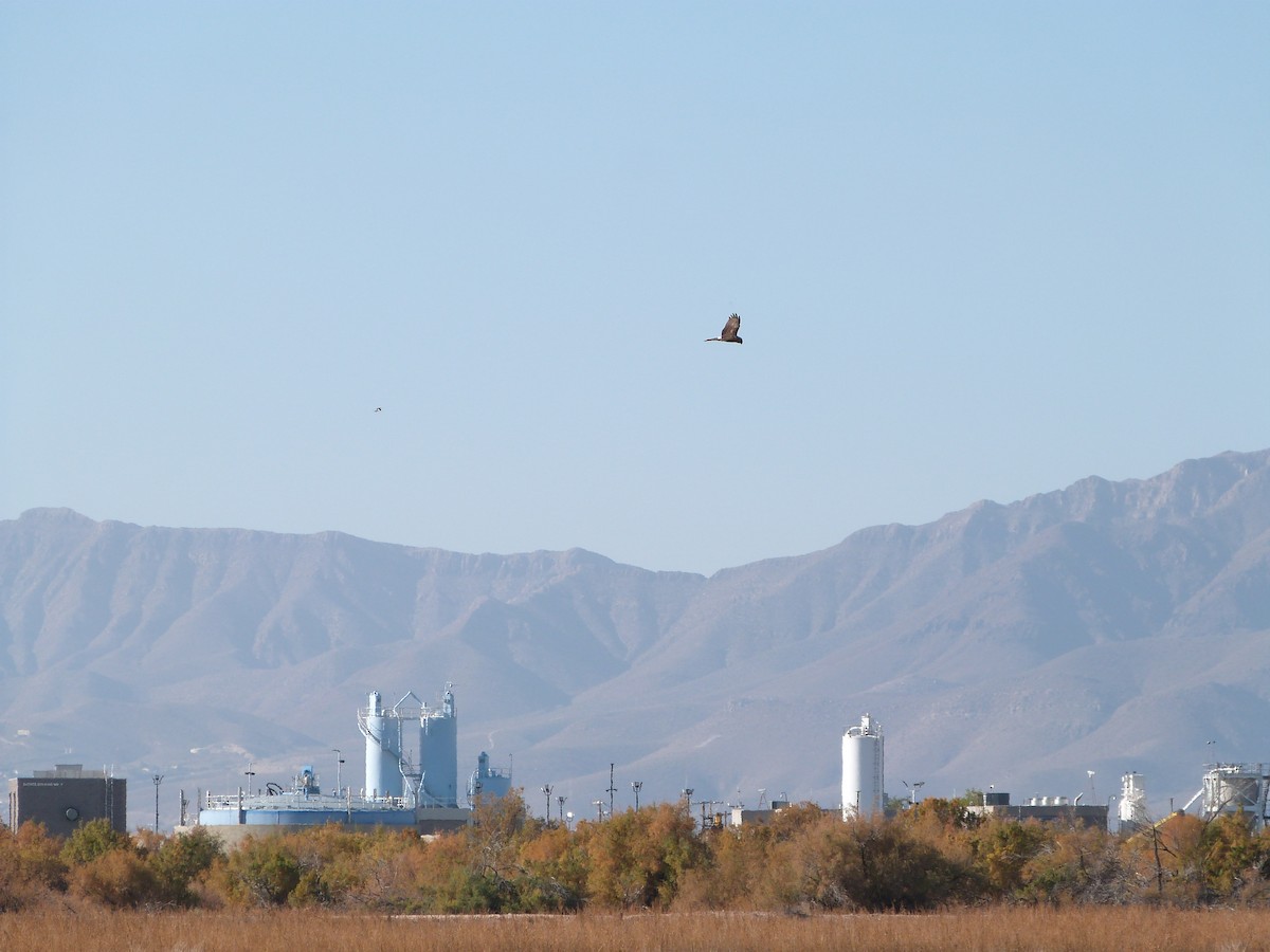 Northern Harrier - ML646923324