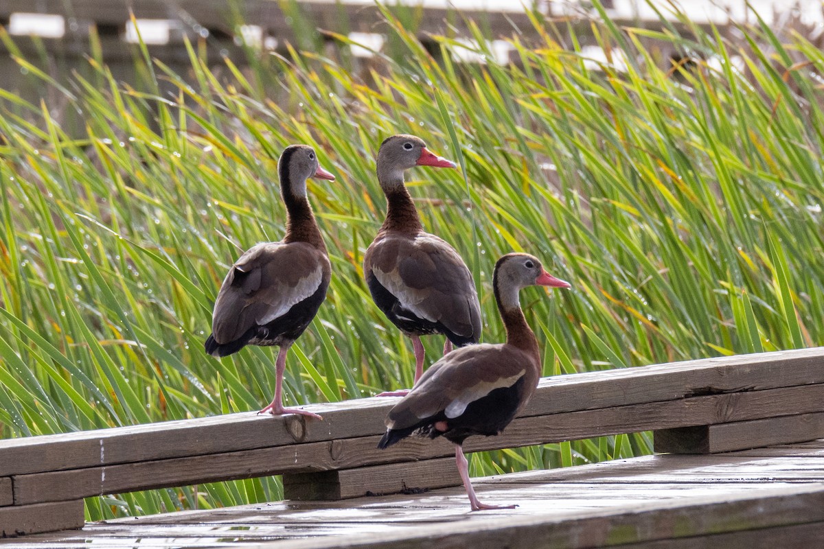 Красноклювая древесная утка - ML646923330