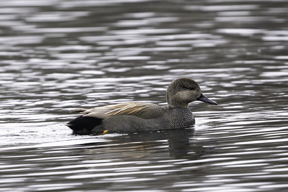 Gadwall - ML646923333